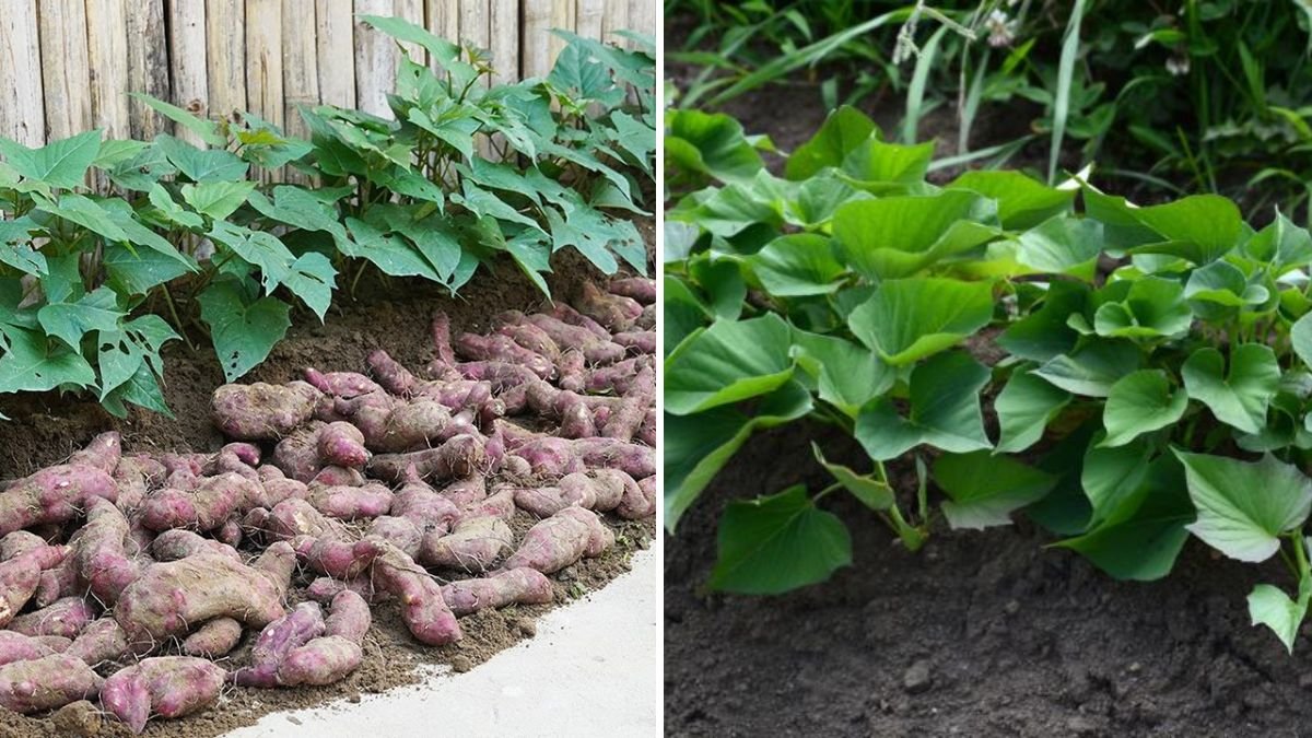 How to Grow Sweet Potatoes in Small Gardens