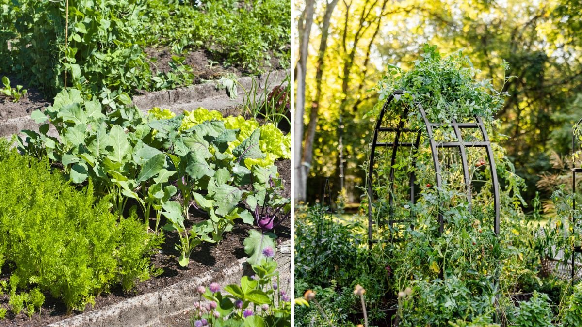 The Best Fertilizer Schedule for Home Vegetable Gardens