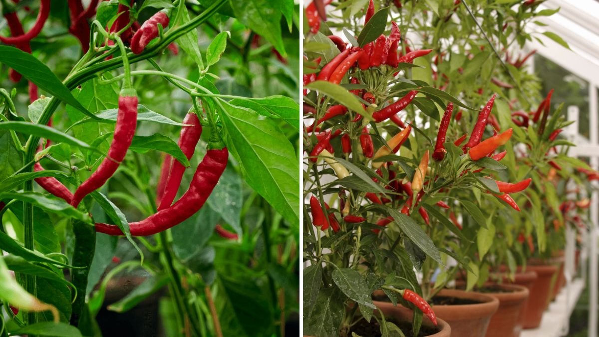How to Grow Chili Peppers in Pots All Year Round