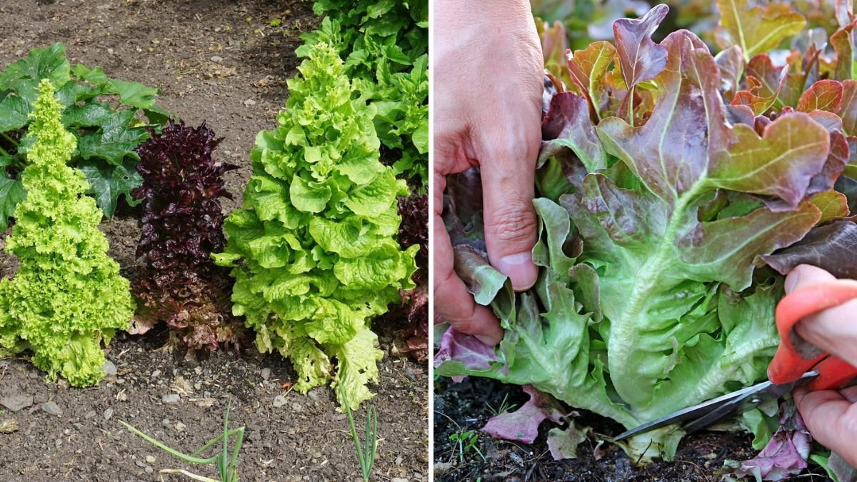 Why Your Lettuce Bolts and How to Prevent It