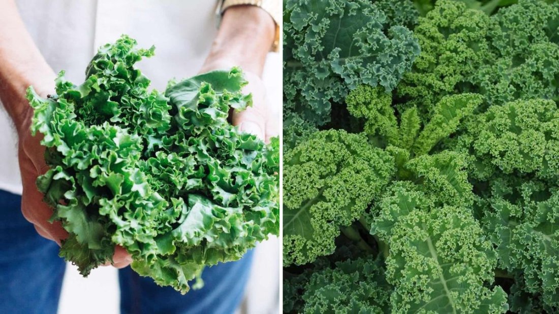 How to Grow Kale Indoors for Winter Salads