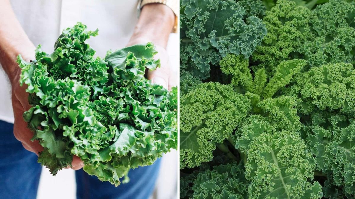 How to Grow Kale Indoors for Winter Salads