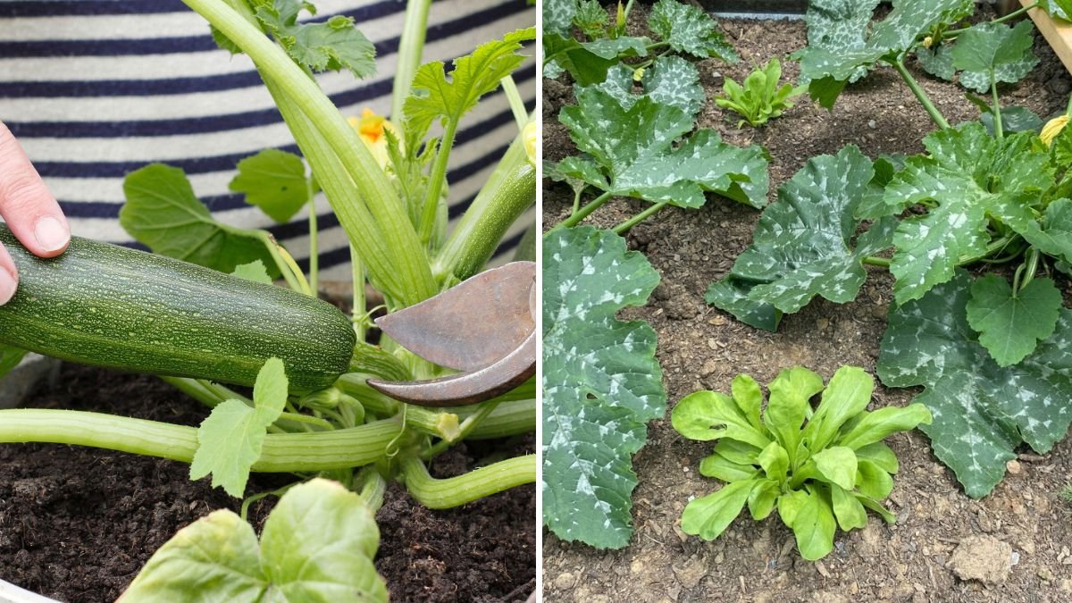 The Best Companion Plants for Zucchini Success