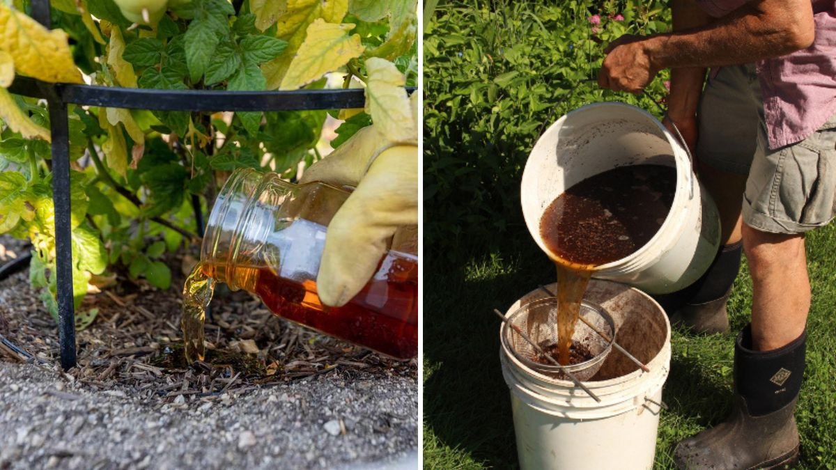 How to Improve Soil Fertility Using Compost Tea