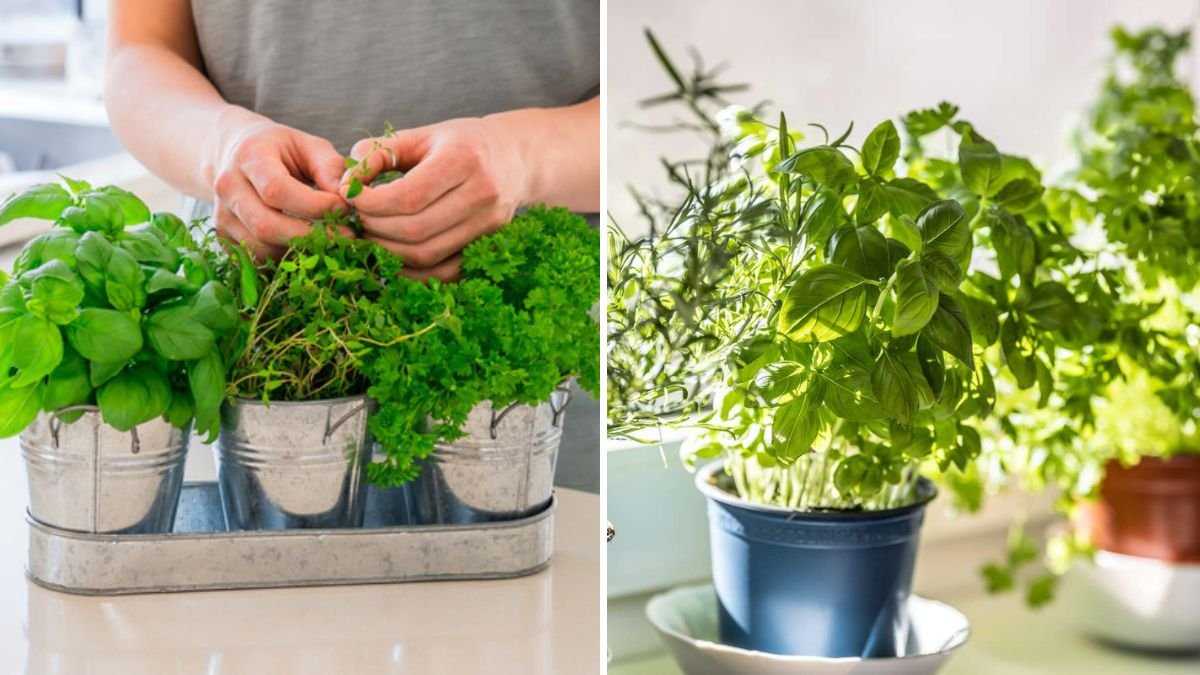 How to Harvest Herbs Without Weakening the Plant