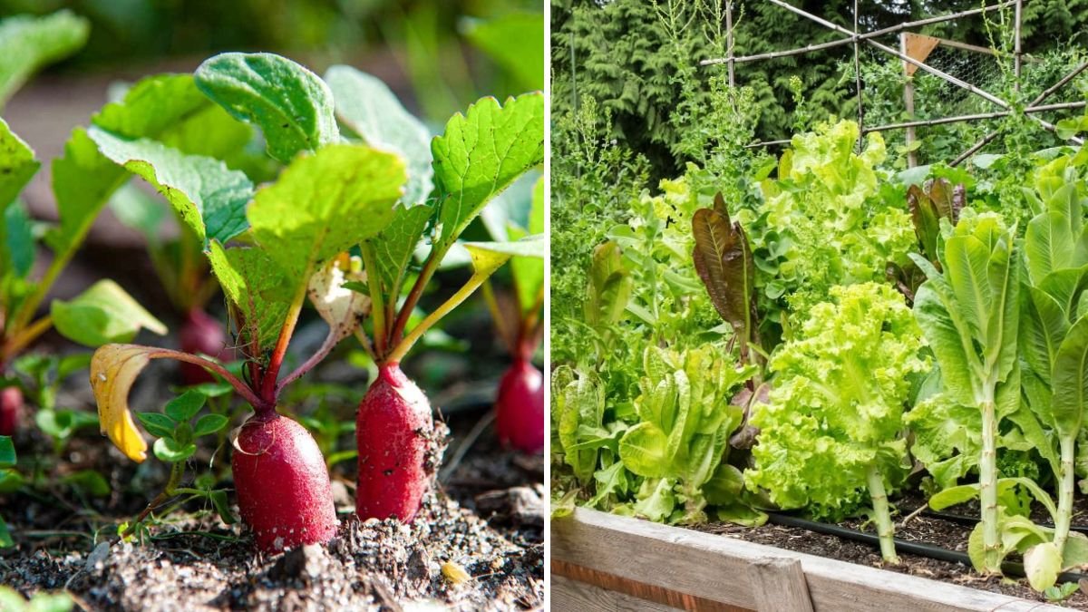 5 Vegetables That Grow Fast for Beginner Gardeners