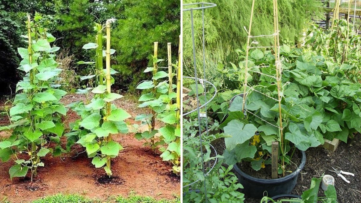 How to Grow Cucumbers Up a Trellis for Easy Picking