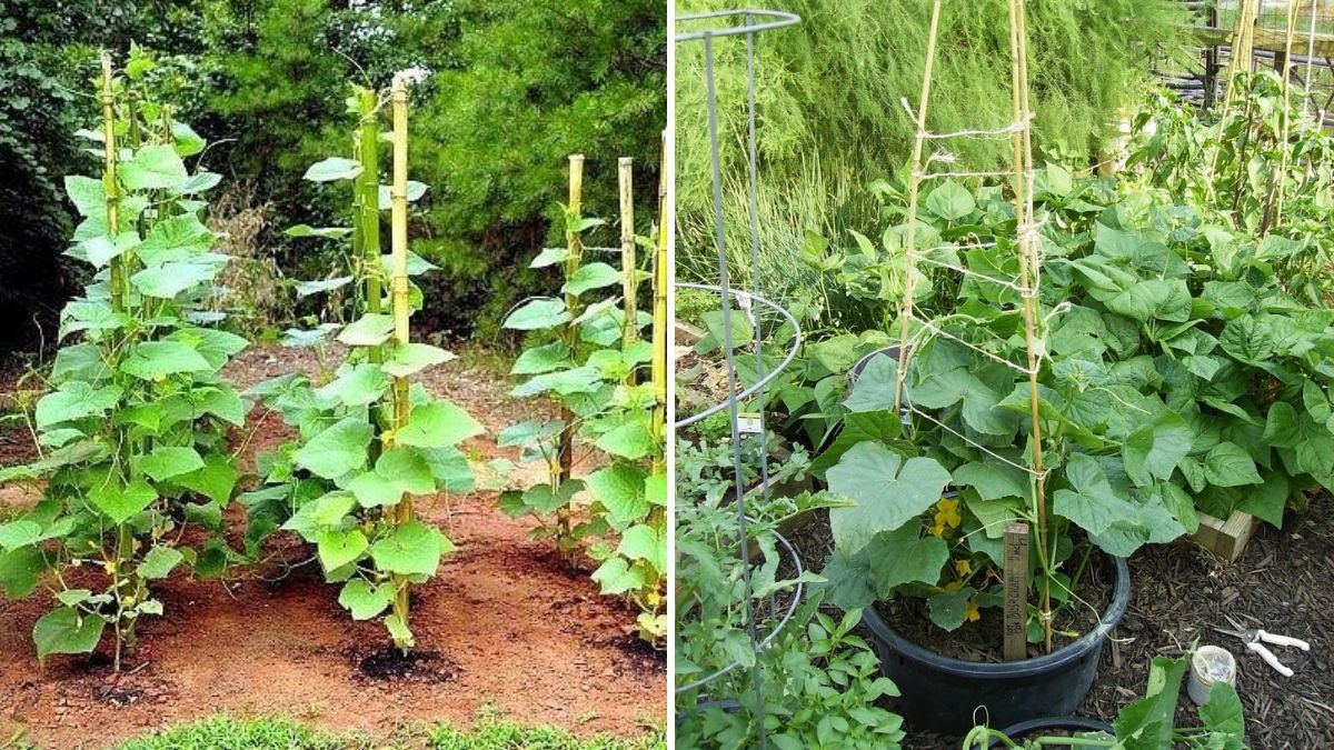 How to Grow Cucumbers Up a Trellis for Easy Picking