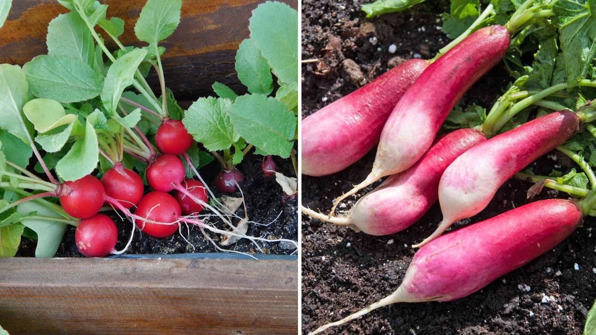 How to Grow Radishes for Crisp, Spicy Roots