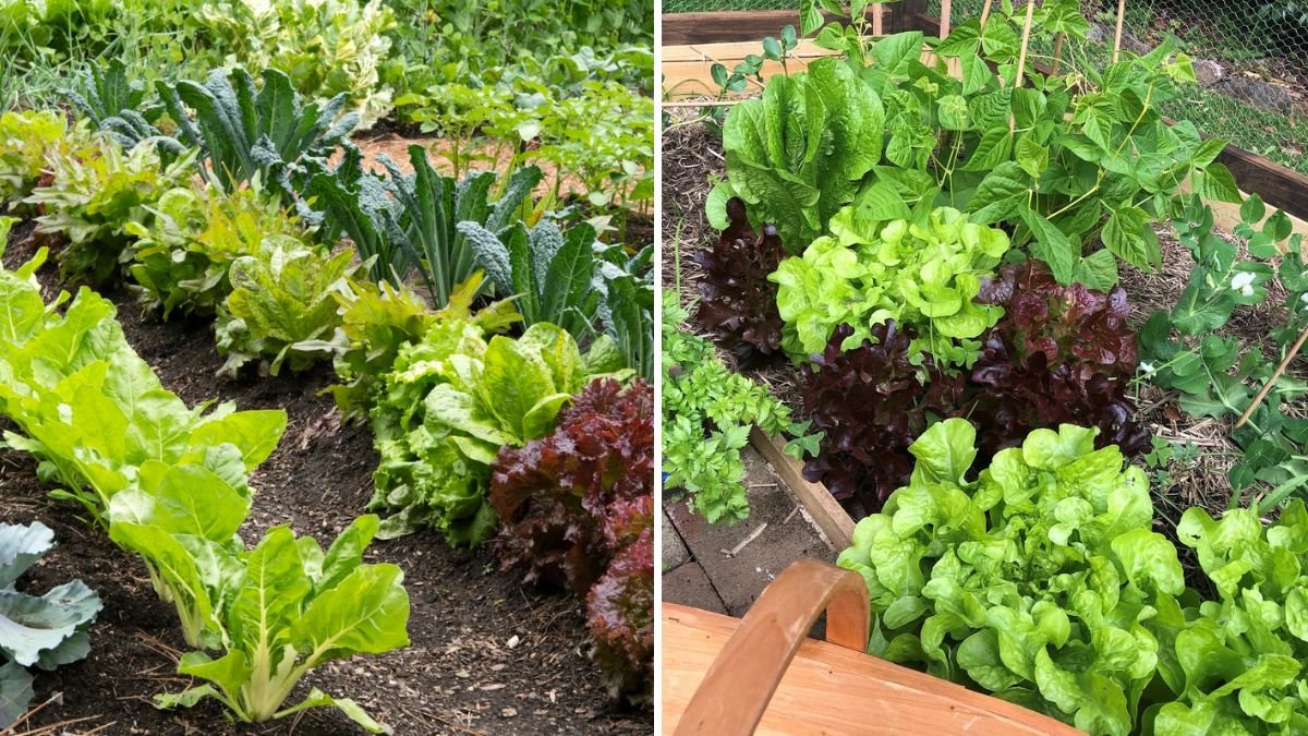 The Best Way to Mulch Around Vegetable Plants