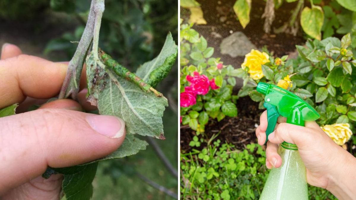How to Get Rid of Aphids Using Natural Sprays