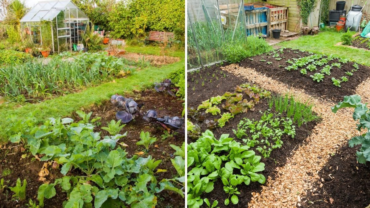 Why You Should Rotate Crops in Your Backyard Garden