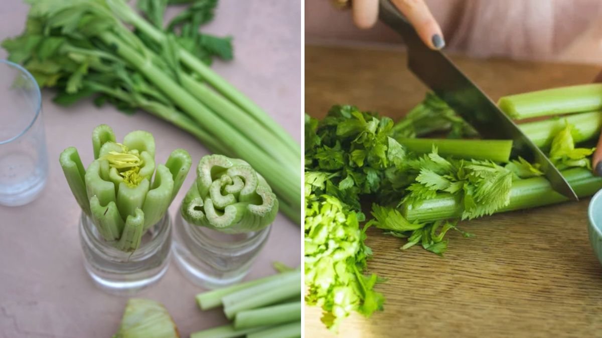 How to Grow Celery From Grocery Store Scraps