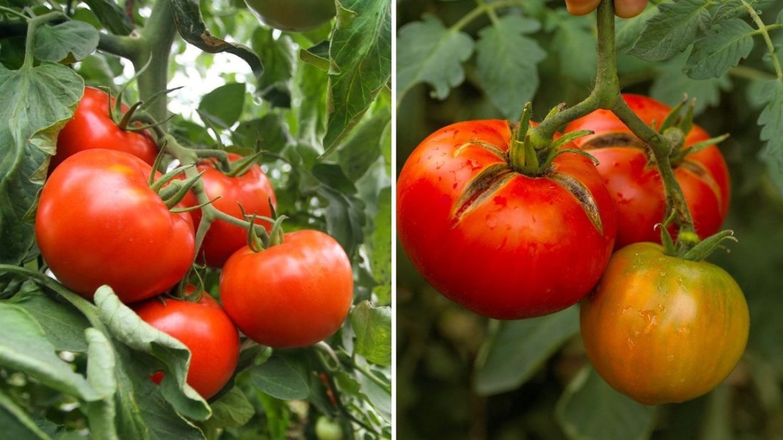 5 Common Mistakes That Ruin Tomato Yields