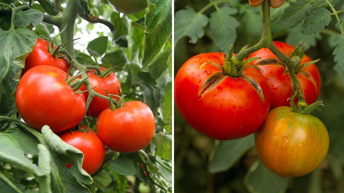5 Common Mistakes That Ruin Tomato Yields