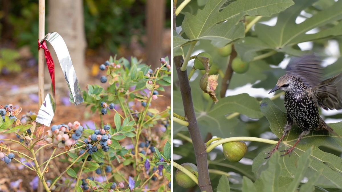 The Best Way to Keep Birds Away From Berries