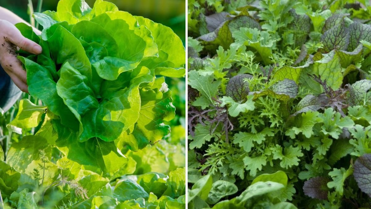 How to Grow Leafy Greens in the Shade