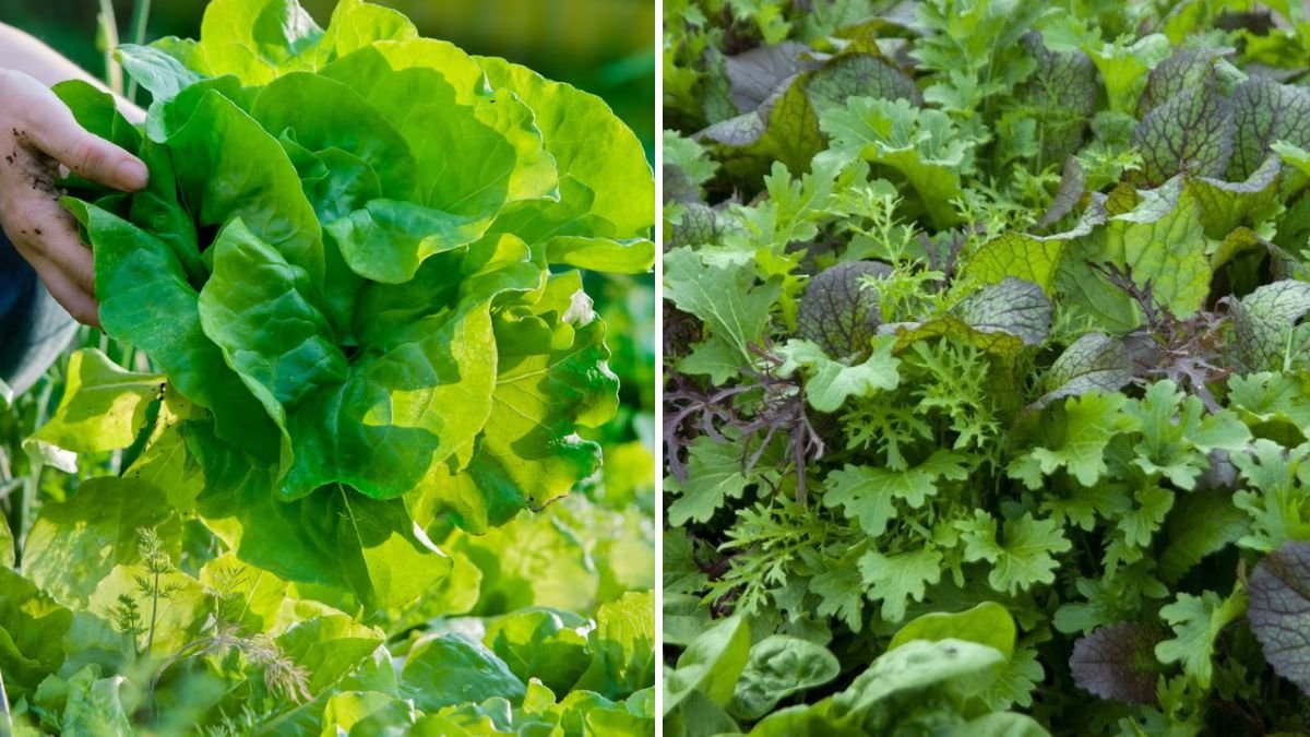 How to Grow Leafy Greens in the Shade