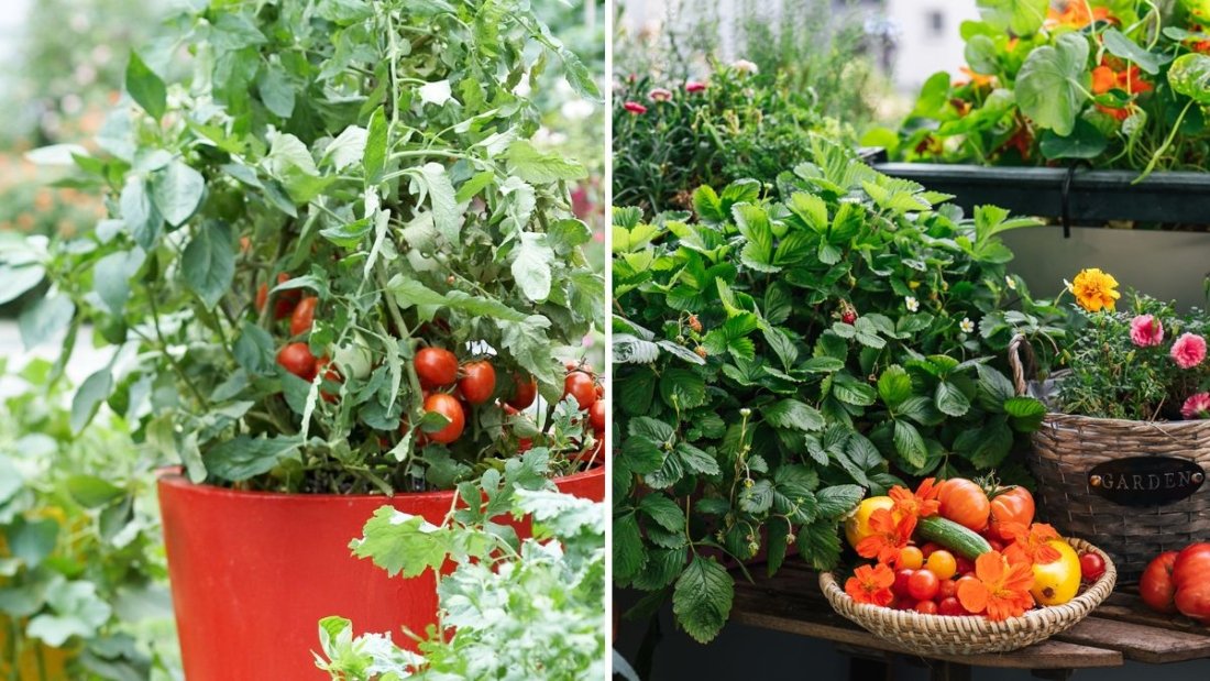 The Best Vegetables for Container Gardening Beginners