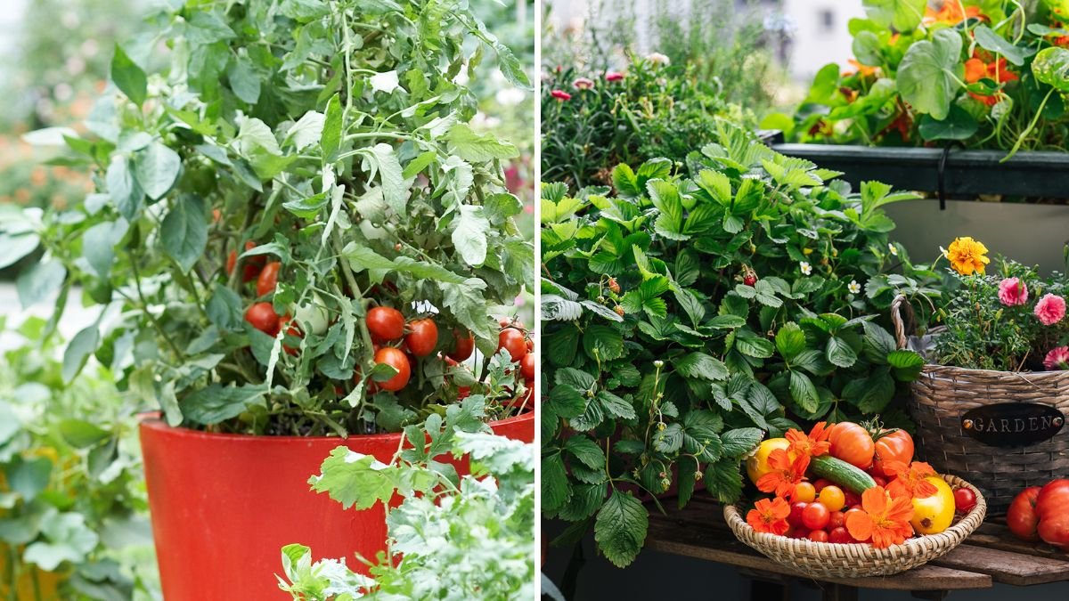 The Best Vegetables for Container Gardening Beginners