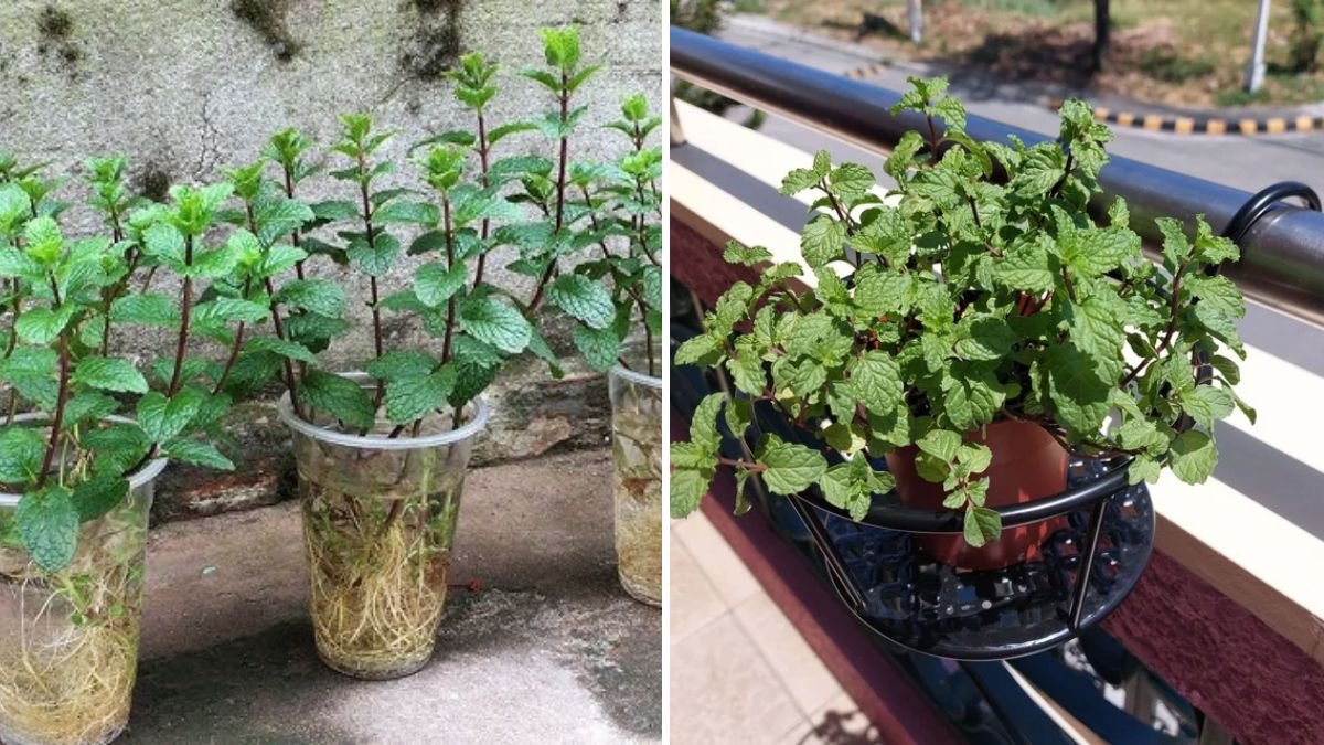 How to Grow Mint Without It Spreading Everywhere