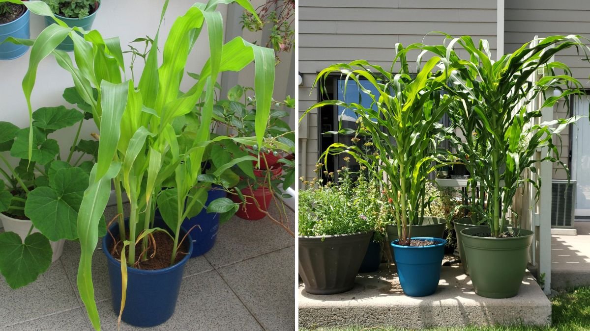 How to Grow Corn in Small Spaces