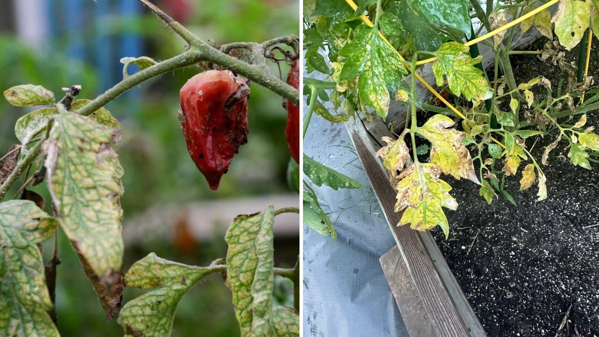How to Prevent Tomato Blight Naturally