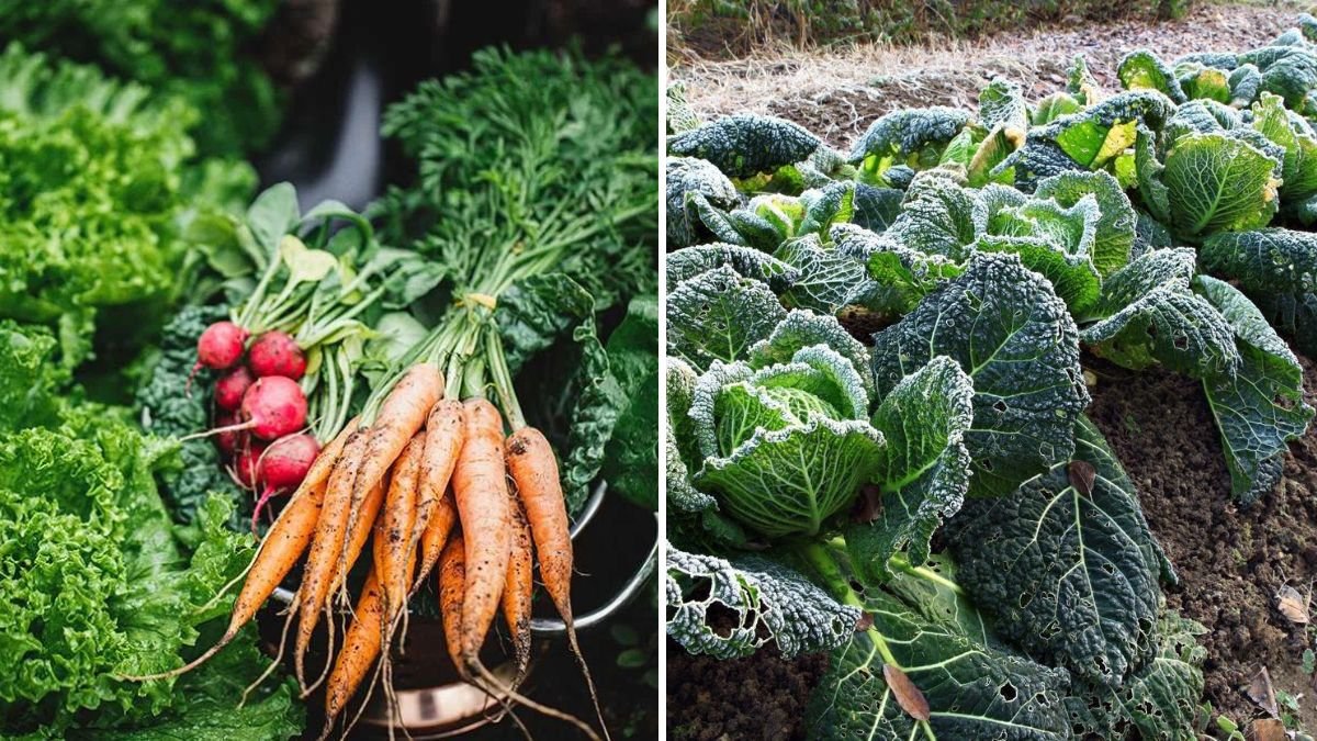 8 Vegetables That Can Survive Mild Frosts
