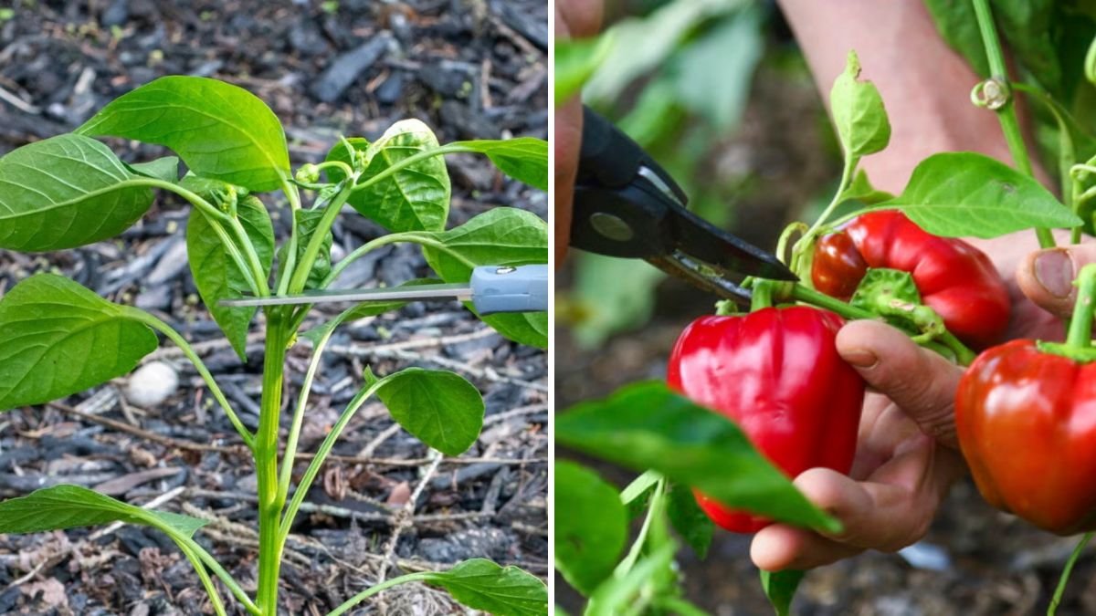 How to Prune Pepper Plants for More Fruit
