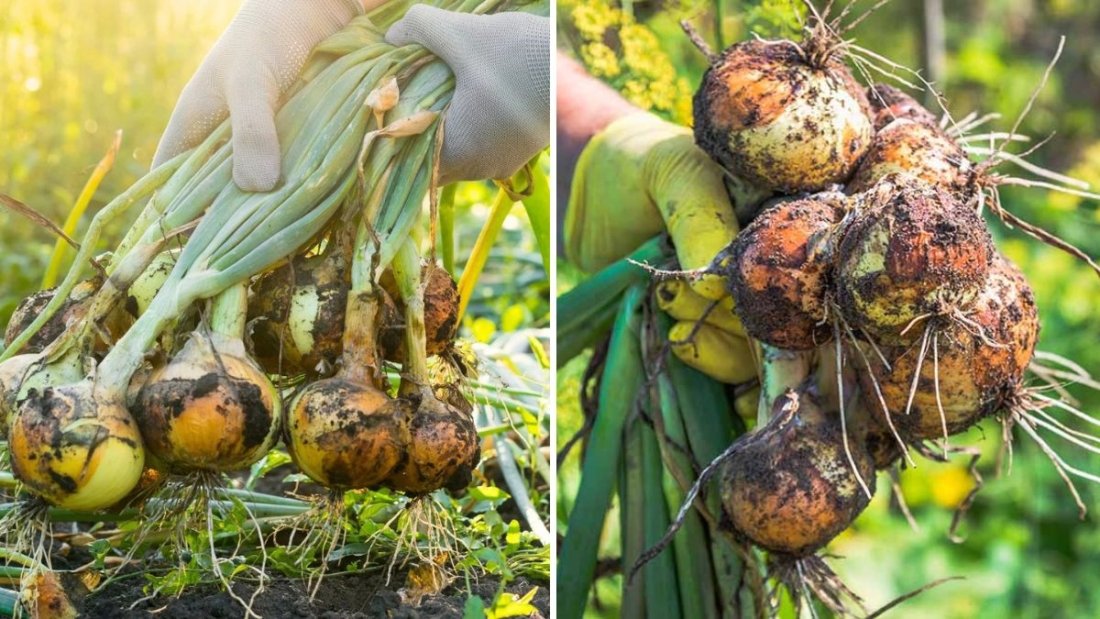How to Harvest and Store Onions the Right Way