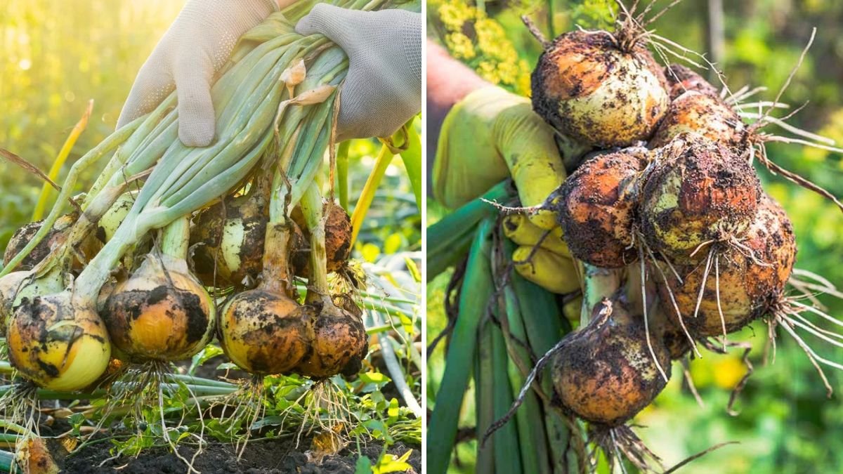 How to Harvest and Store Onions the Right Way