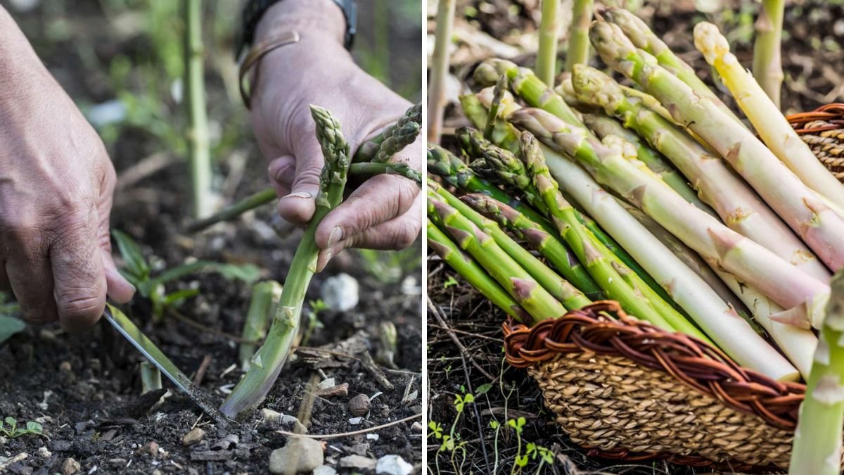 How to Grow Asparagus for Years of Harvest