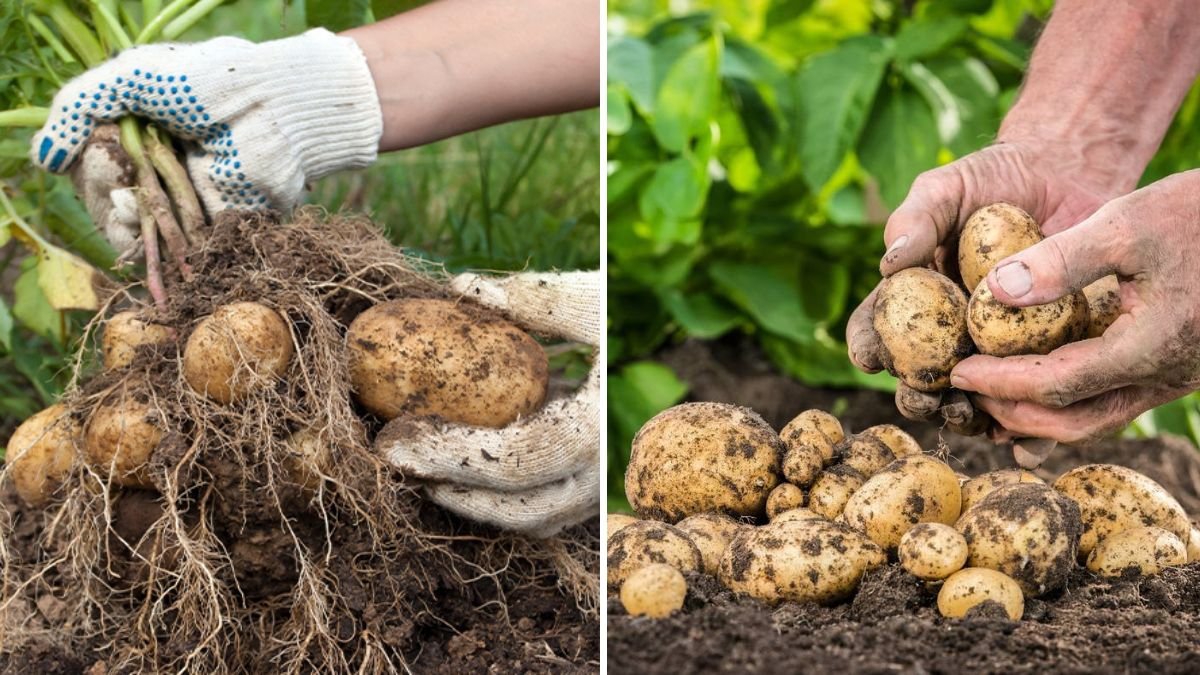 How to Plant Potatoes for Maximum Yield