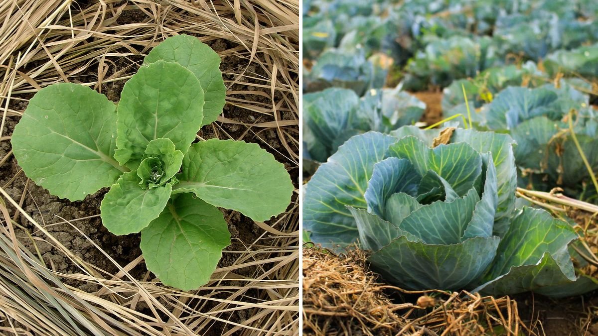 Why Mulching Helps Prevent Vegetable Diseases
