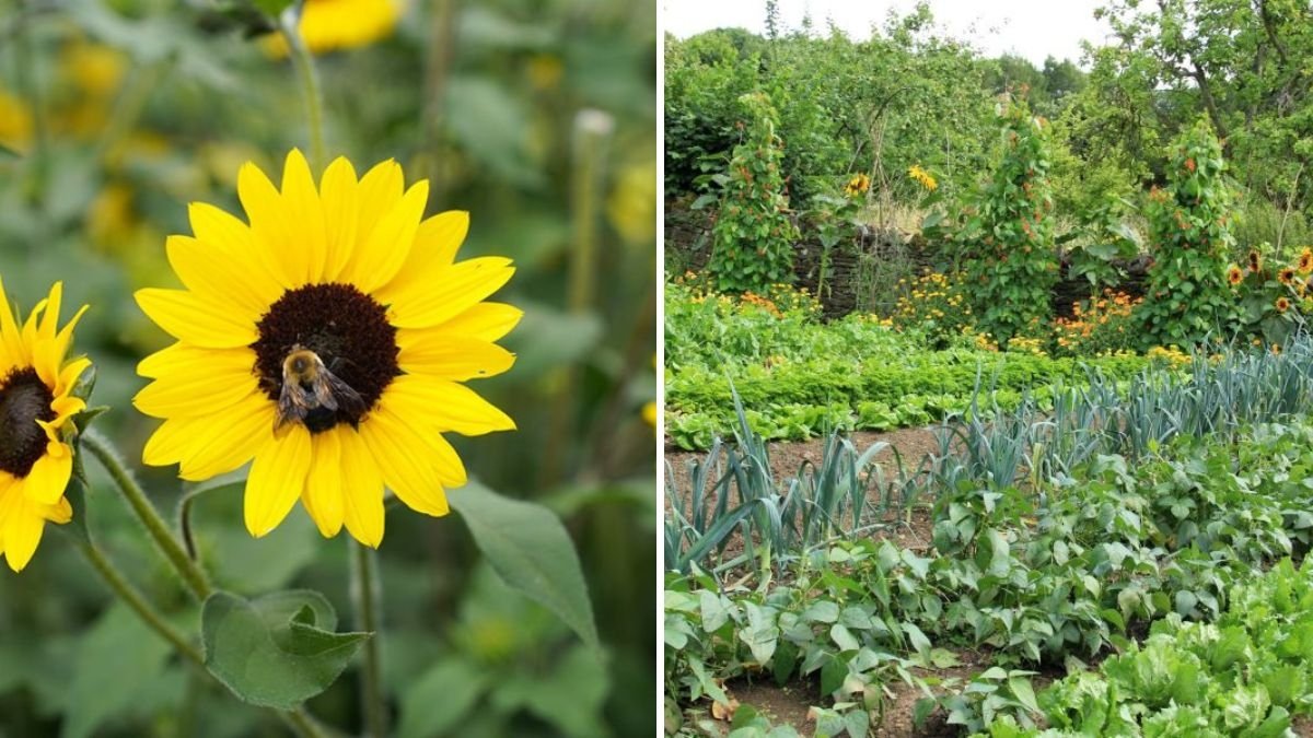 How to Attract Bees to Your Vegetable Garden
