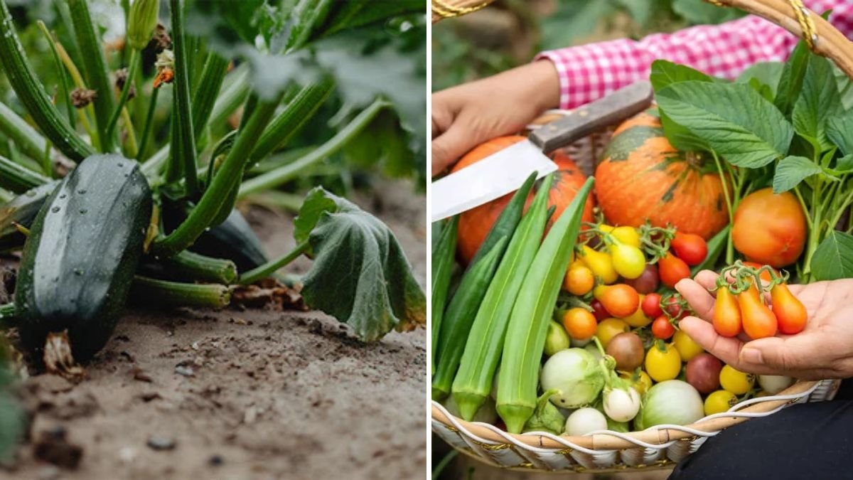 The Best Vegetables to Grow in Hot Climates