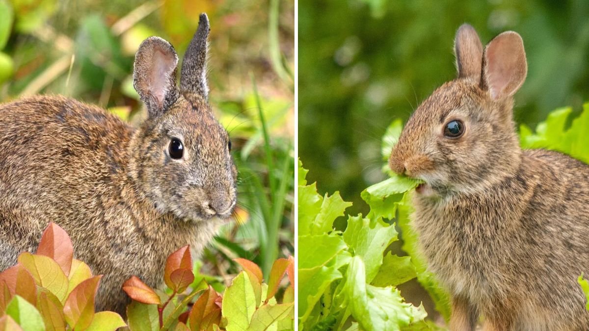 How to Keep Rabbits Out of Your Garden Humanely