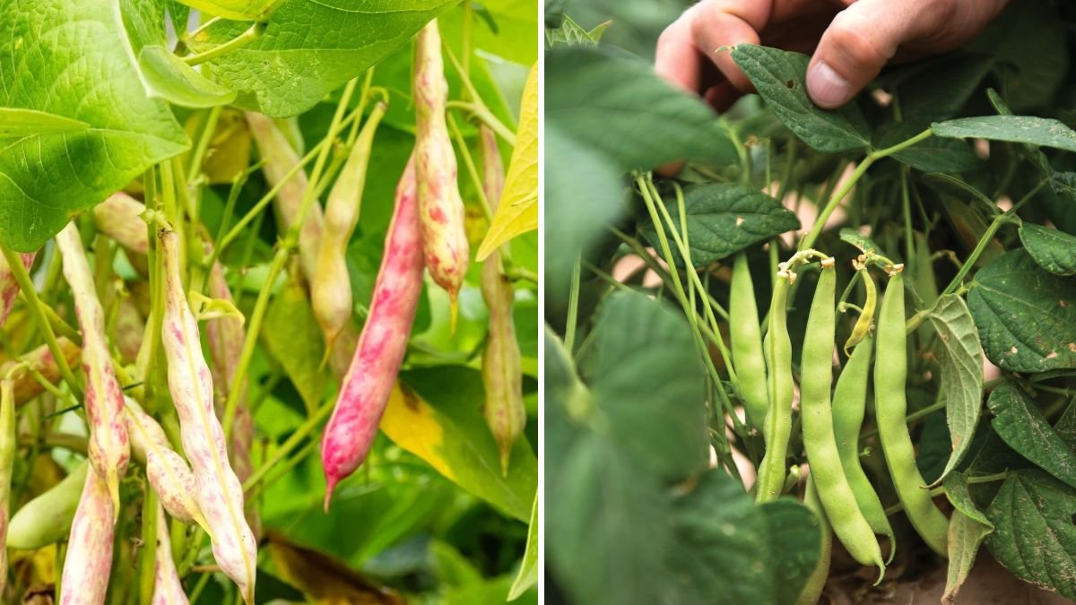 5 Common Reasons Beans Stop Producing