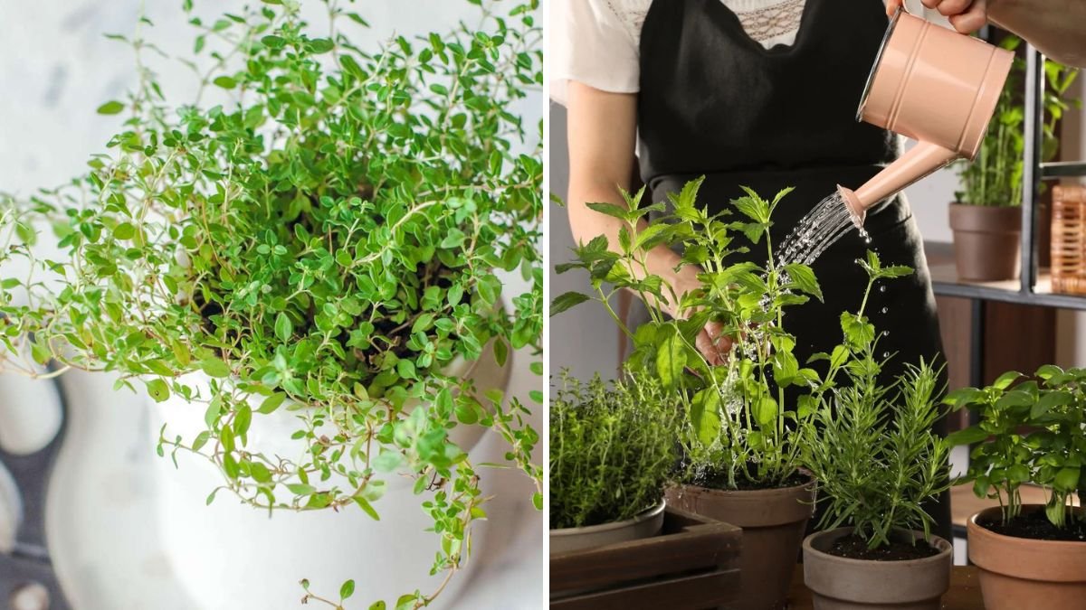 How to Grow Herbs Indoors During Winter