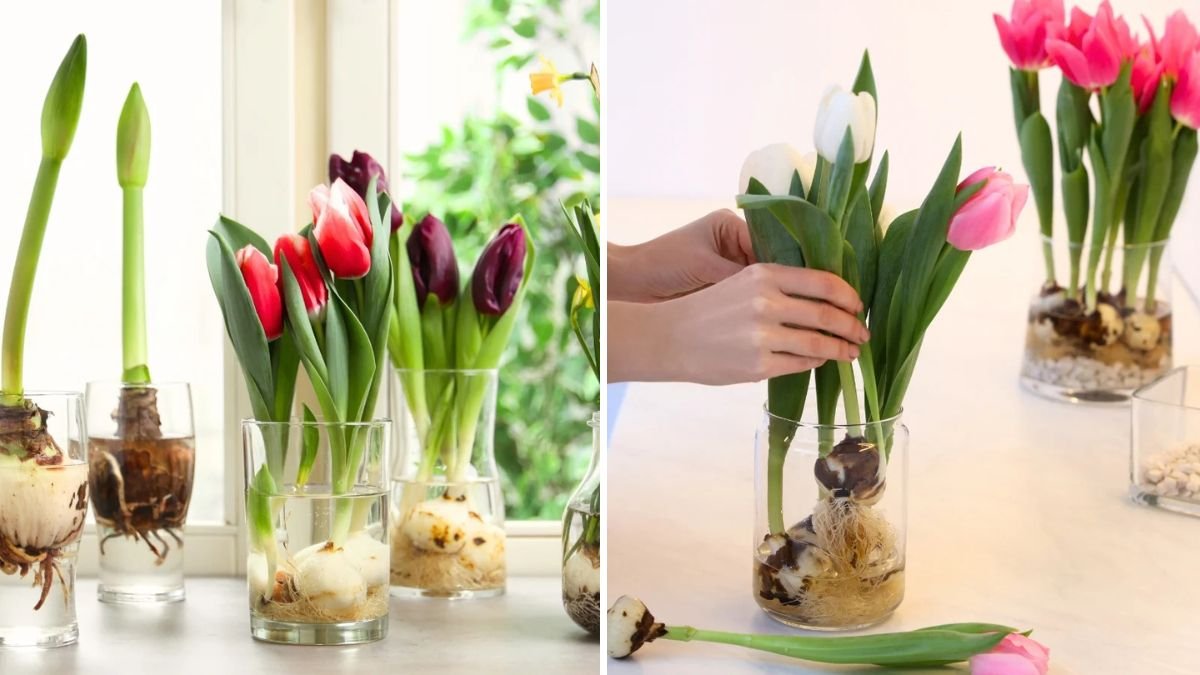 When to Plant Tulip Bulbs for the Most Beautiful Blooms in Spring