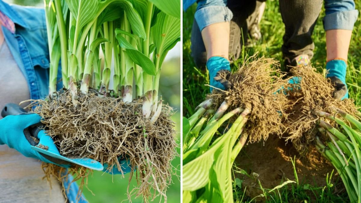 How to Divide Perennials Without Damaging Their Roots