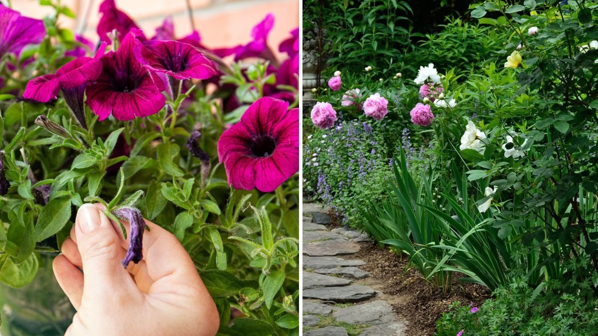 6 Flowers You Should Never Deadhead in Fall