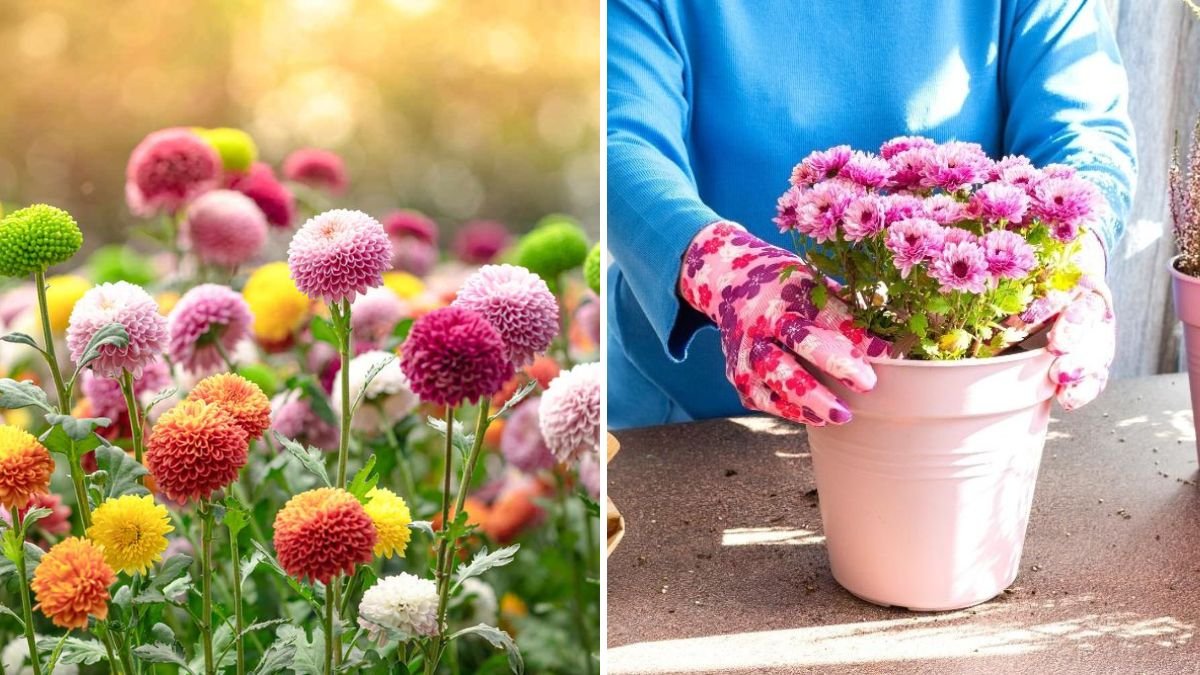 How to Revive Fading Mums for a Second Bloom