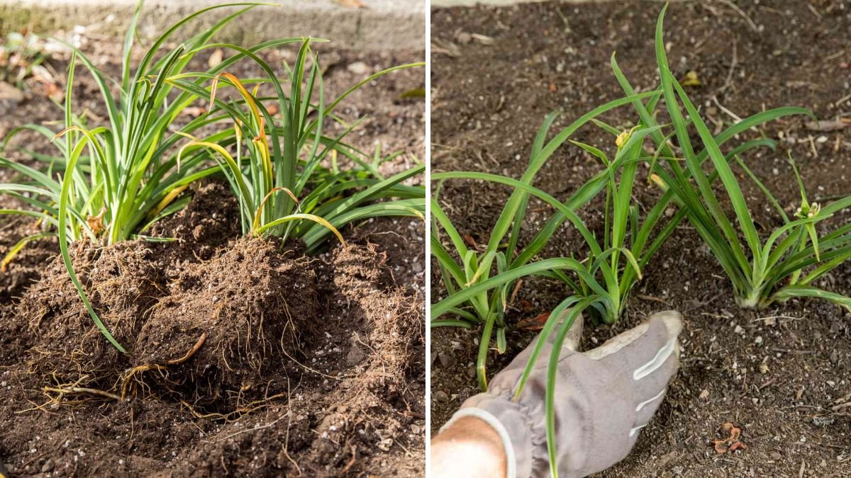 When to Cut Back Daylilies—and When to Leave Them Alone