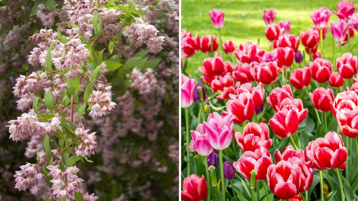 7 Flowering Shrubs to Plant This Fall for a Burst of Spring Color