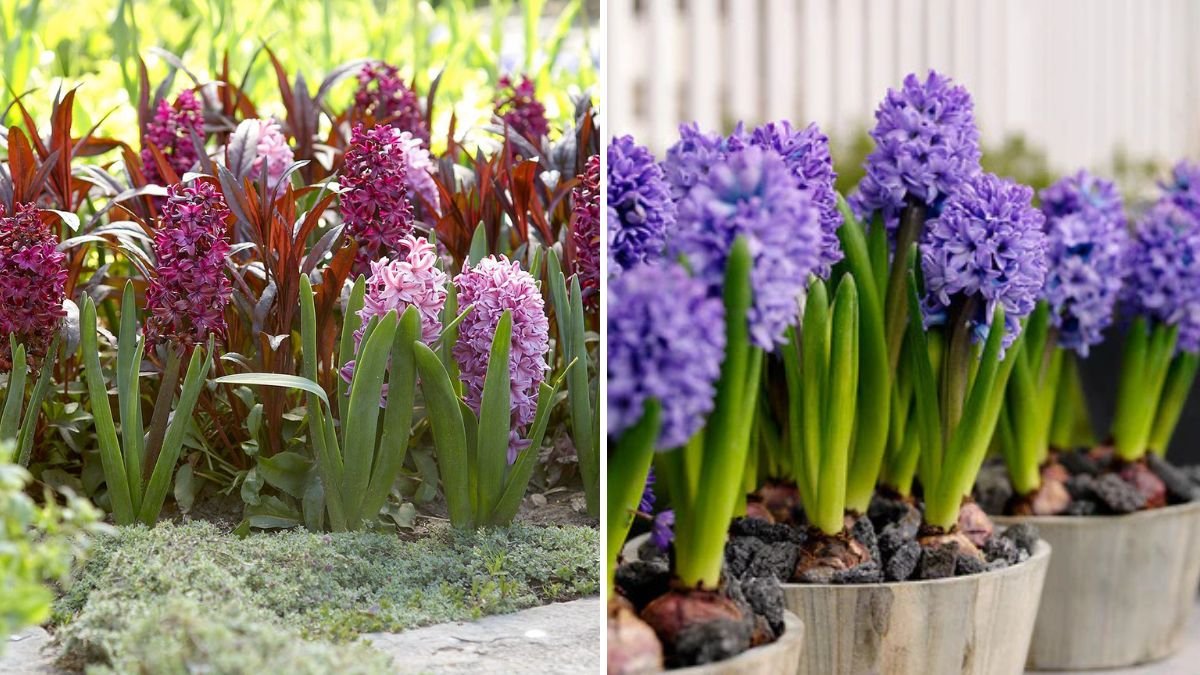 The Easiest Bulbs to Grow Indoors for Winter Blooms