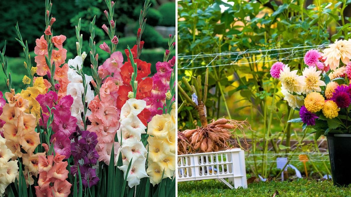 How to Store Dahlias and Gladiolus for Next Season