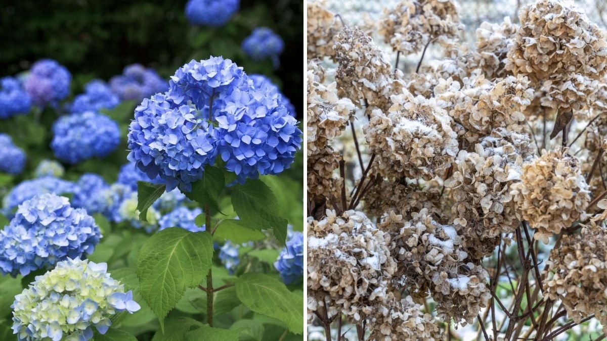 8 Common Reasons Your Hydrangeas Aren’t Blooming