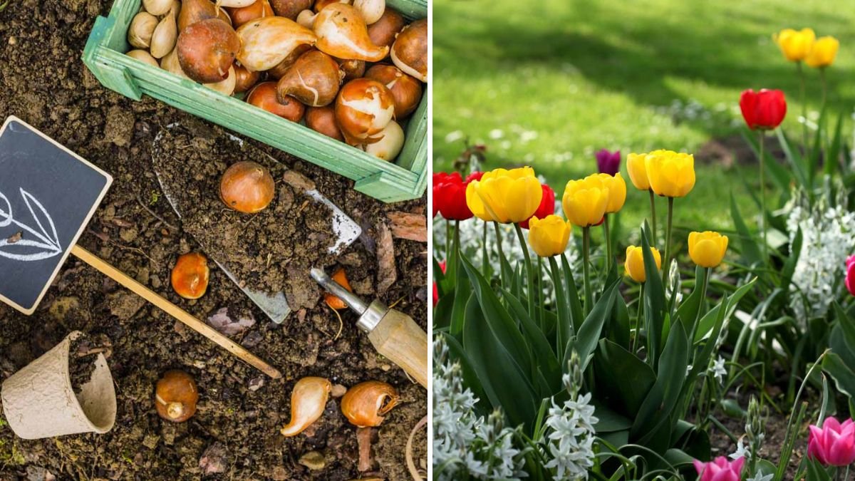Should You Feed Flowering Bulbs in Fall? Here’s What Gardeners Say