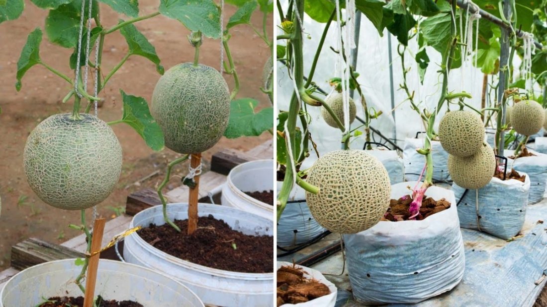 How to Grow Melons Easily in Plastic Containers: A Beginner’s Guide to High-Yield Harvests
